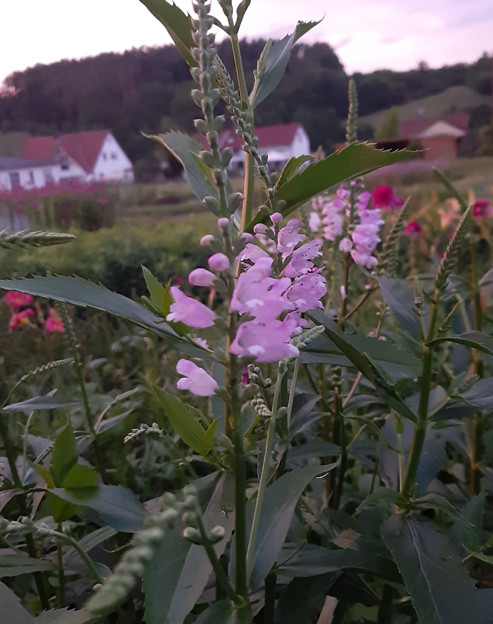 Physostegia virginiana `Rose Queen`